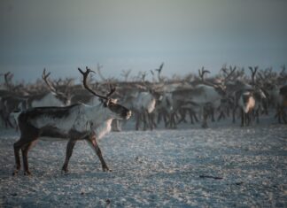 Стартует юбилейный конкурс «Ростелекома» для региональных ИТ-журналистов и блогеров Северные олени // фото: Андрей Сорокин. ЯСИА