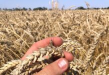 Фермер из Зимовниковского района добился рекордной урожайности пшеница // фото: из личного архива Амира Курбанова