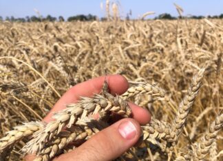 Фермер из Зимовниковского района добился рекордной урожайности пшеница // фото: из личного архива Амира Курбанова