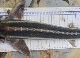 Ученые впервые за 70 лет обнаружили в Азовском море редчайшего осетра рыба шип // фото: пресс-служба Азово-Черноморского филиала НИИ океанографии и рыбного хозяйства