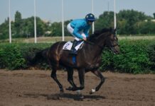 Донские конники просят отсрочить закрытие Ростовского ипподрома