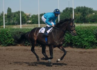 Ипподром в Ростове незаконно не признали «объектом культурного наследия»