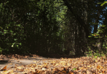 На территории Ростовской области активизирована работа по пресечению незаконной вырубки лесных насаждений