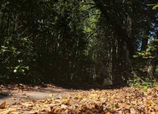 На территории Ростовской области активизирована работа по пресечению незаконной вырубки лесных насаждений