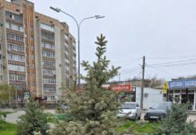 В Белой Калитве засохла именная ель бывшего губернатора Голубева засохла именная ель Василия Голубева // фото: Telegram-канал "Белка | Белая Калитва"