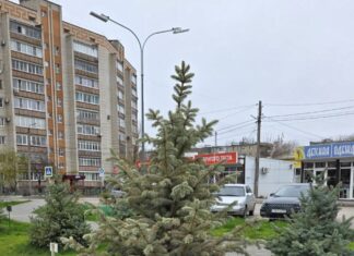 В Белой Калитве засохла именная ель бывшего губернатора Голубева засохла именная ель Василия Голубева // фото: Telegram-канал "Белка | Белая Калитва"