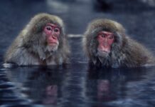 В Ростовский парк «Малинки» из Италии передали 24 японские макаки