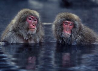 В Ростовский парк «Малинки» из Италии передали 24 японские макаки