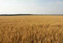 В Ростовской области создадут специальные семеноводческие зоны