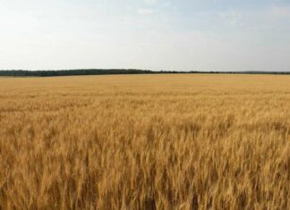 1 млн 196 тысяч гектаров земли застраховали Ростовские аграрии в 2025 году