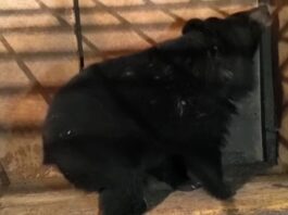 В Ростовский зоопарк привезут ручную медведицу из Приморья В Ростовский зоопарк привезут ручную медведицу из Приморья //Фото МРОО «Центр Тигр»