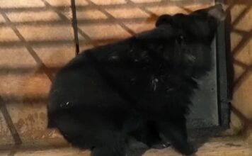 В Ростовский зоопарк привезут ручную медведицу из Приморья В Ростовский зоопарк привезут ручную медведицу из Приморья //Фото МРОО «Центр Тигр»