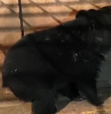 В Ростовский зоопарк привезут ручную медведицу из Приморья В Ростовский зоопарк привезут ручную медведицу из Приморья //Фото МРОО «Центр Тигр»