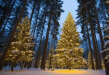 Законно срубить елку к Новому году смогут жители Ростовской области