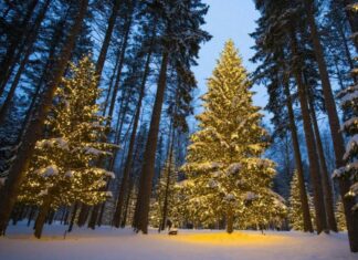 Законно срубить елку к Новому году смогут жители Ростовской области