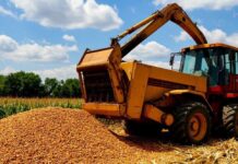 В Ростовскую область завезли крупную партию кукурузы, зараженную амброзией