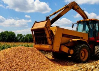 В Ростовскую область завезли крупную партию кукурузы, зараженную амброзией