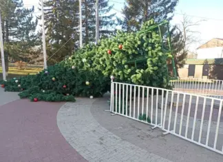 Штормовой ветер повалил новогодние елки в двух городах Ростовской области Штормовой ветер повалил новогодние елки в двух городах Ростовской области //Фото очевидца