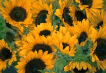 Крупную партию подсолнечника с семена амброзии нашли в Ростовской области