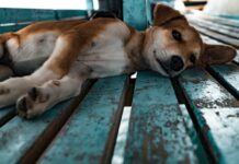 В Ростове задержали хозяйку приюта, которая пыталась сжечь его вместе с животными