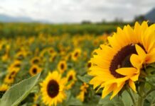 В Ростовской области еще одну партию подсолнечника признали браком из-за семян амброзии