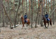 Охрану елей усилили в лесах Ростовской области