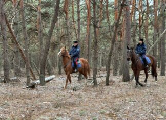 Охрану елей усилили в лесах Ростовской области