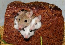 Агрономы ростовской области контролируют количество мышей на полях