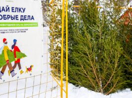 В Ростове-на-Дону будут принимать новогодние елки на переработку по 11 адресам Пункт приема старых новогодних елок на утилизацию в Москве //Фото пресс-служба Департамента природопользования и охраны окружающей среды города Москвы или Мосприрода