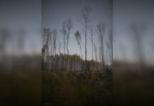 В конце января ростовчане смогут увидеть уникальный парад планет — «Небесный крест»