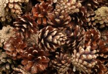 Ради восстановления леса в Ростовской области собрали почти 4 тонны шишек