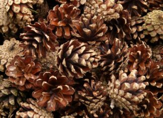 Ради восстановления леса в Ростовской области собрали почти 4 тонны шишек