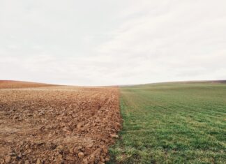Сельскохозяйственные земли в Ростовской области используются не по назначению Поле // Фото с сайта https://pxhere.com/