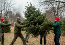 Чемпионат по метанию новогодних елок пройдет в Ростове