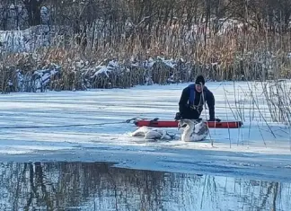 Лебедя, который не хотел бросать погибшую возлюбленную, спасли под Ростовом