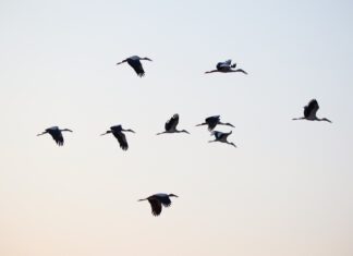 В Ростовской области за 2025 год выявили более 42 тысяч миграционных преступлений