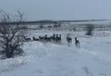 50 ланей переселили в Кашарский район Ростовской области