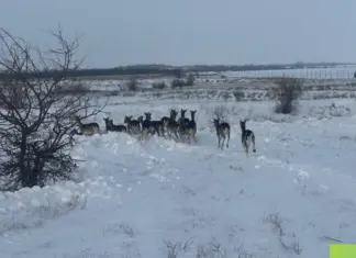 50 ланей переселили в Кашарский район Ростовской области