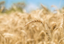 В Ростовской области более 98% озимых — в хорошем и удовлетворительном состоянии