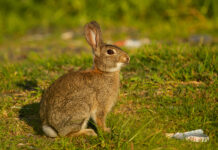 С 1 марта в Ростовской области завершается сезон охоты на парнокопытных и пушных зверей
