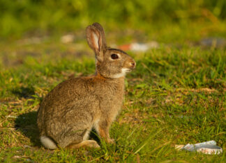 С 1 марта в Ростовской области завершается сезон охоты на парнокопытных и пушных зверей
