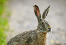 В Ростовской области с 31 января закрывается сезон охоты на зайцев