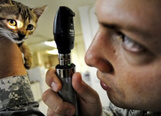 Россельхознадзор добился блокировки более 900 сайтов с незаконной продажей ветпрепаратов в Ростовской области