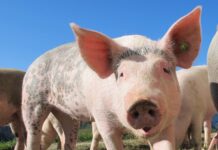 Из-за Африканской чумы свиней в Сальском районе введен карантин