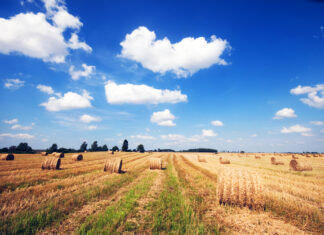 Незаконное снятие плодородного слоя почвы выявили в Сальском районе