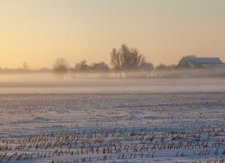 Жителей Дона предупредили о возможной гибели озимых культур из-за заморозков
