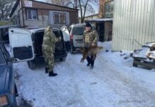 На Извилистой улице в Ростове отловили бездомных собак