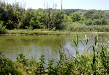 В Ростовской области Балку Темерник планируют расчистить к 2027 году