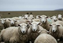 Молодых овец пустят на мясо из-за низкого спроса на шерсть в Ростовской области