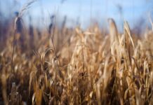 Озимые культуры на Дону спаслись из-за выпавших осадков